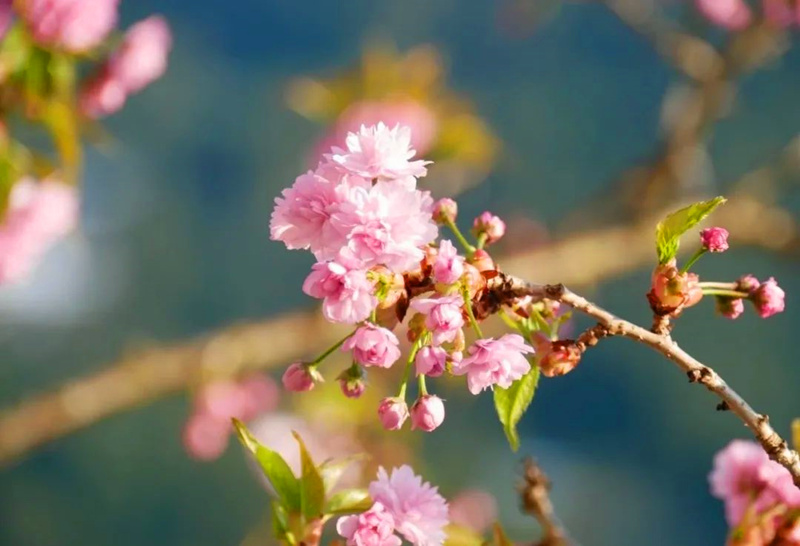 三月.jpg 三月.jpg